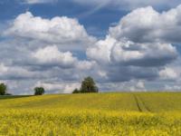 Wolkenhaufen am Himmel über Rapsfeld nahe Hilpoltstein - Franken